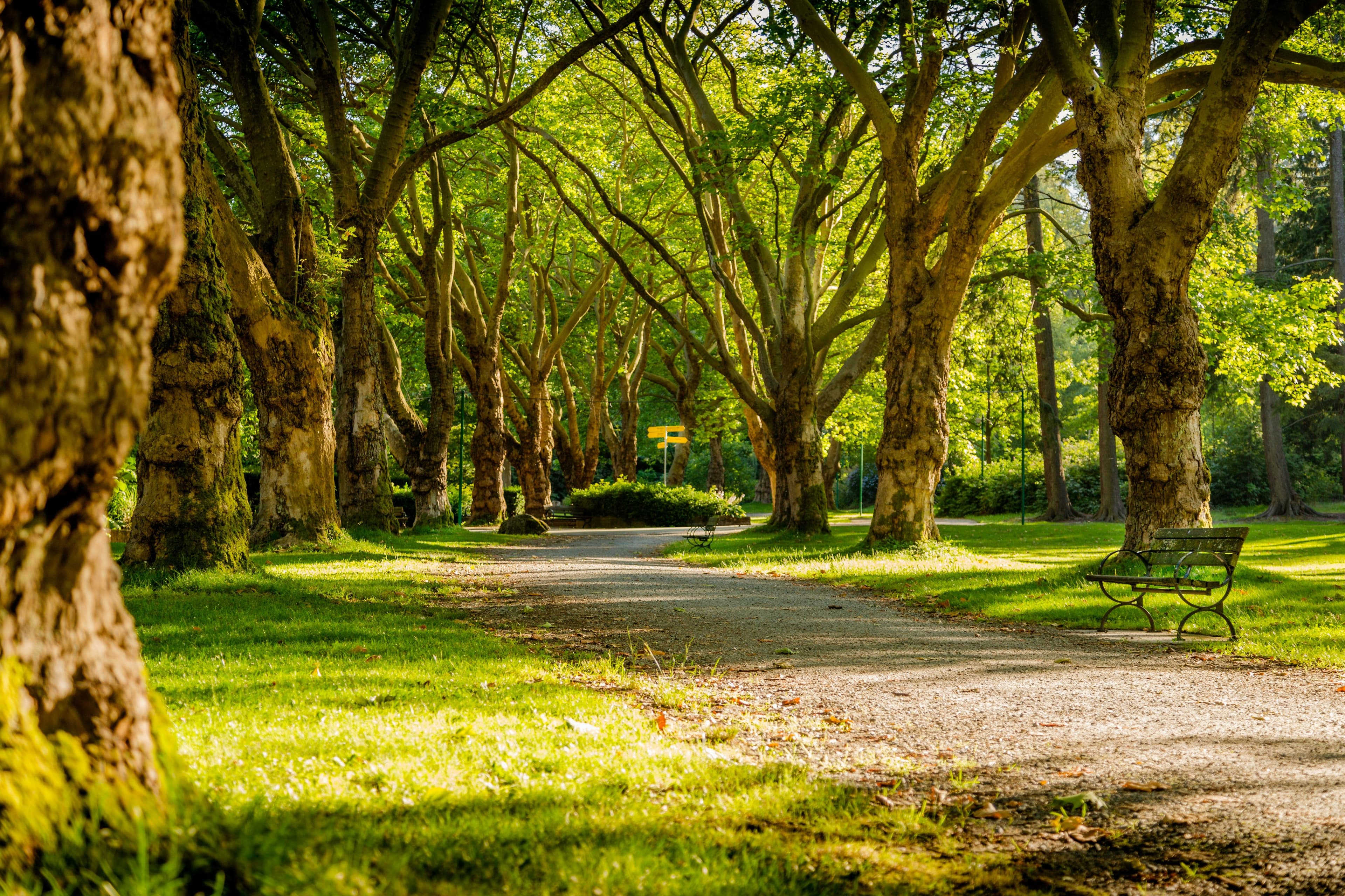 Summer in the park